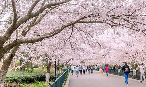 中山公园樱花什么时候开,中山公园樱花开放