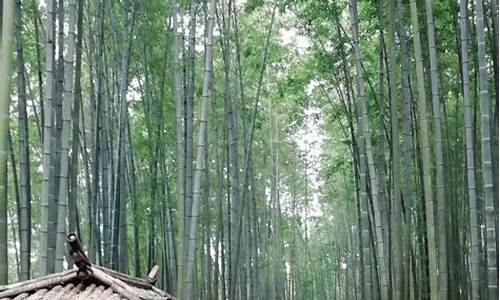 成都到蜀南竹海旅游路线,成都到蜀南竹海旅游路线怎么走