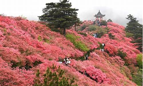 龟山杜鹃花风景区门票_龟山公园杜鹃花海