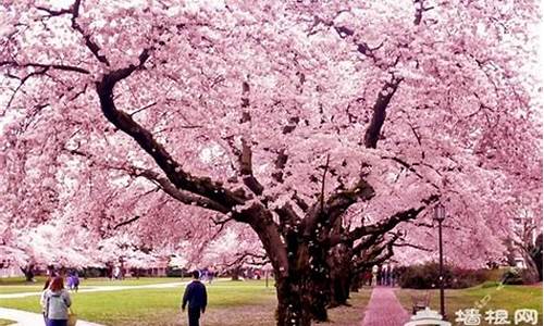 顾村公园樱花节旅游攻略,顾村公园樱花最佳观赏时间是几号