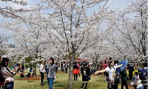 顾村公园樱花节开幕_顾村公园樱花开了没