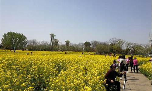 森林公园油菜花,郊野公园油菜花田