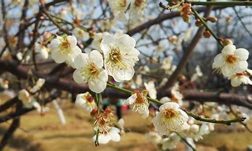 广州萝岗香雪公园梅花节开放时间_广州萝岗香雪公园梅花节