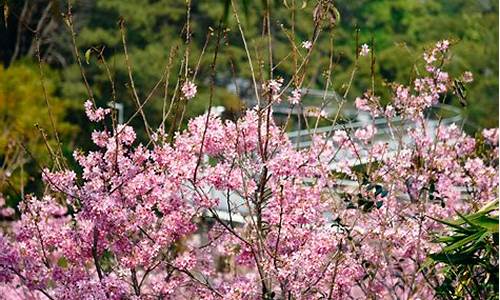 厦门狐尾山樱花谷门票要钱吗-狐尾山公园樱花谷在哪里