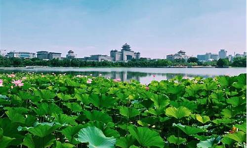 厦门莲花公园附近酒店-厦门莲花公园附近的住宿